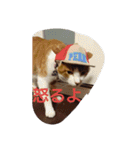表情で語る猫のきなこ。（個別スタンプ：14）