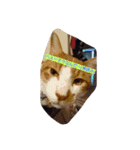 表情で語る猫のきなこ。（個別スタンプ：15）