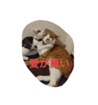 表情で語る猫のきなこ。（個別スタンプ：16）