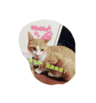 表情で語る猫のきなこ。（個別スタンプ：17）