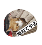 表情で語る猫のきなこ。（個別スタンプ：19）