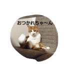 表情で語る猫のきなこ。（個別スタンプ：20）