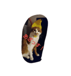 表情で語る猫のきなこ。（個別スタンプ：21）