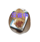 表情で語る猫のきなこ。（個別スタンプ：22）