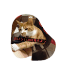 表情で語る猫のきなこ。（個別スタンプ：23）