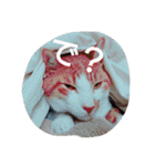 表情で語る猫のきなこ。（個別スタンプ：25）