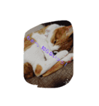 表情で語る猫のきなこ。（個別スタンプ：26）