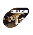 表情で語る猫のきなこ。（個別スタンプ：27）