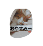 表情で語る猫のきなこ。（個別スタンプ：29）