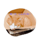 表情で語る猫のきなこ。（個別スタンプ：30）