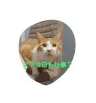 表情で語る猫のきなこ。（個別スタンプ：31）