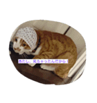 表情で語る猫のきなこ。（個別スタンプ：32）