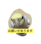 オカメインコ レイとミルク（個別スタンプ：1）