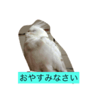 オカメインコ レイとミルク（個別スタンプ：2）