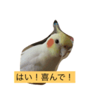 オカメインコ レイとミルク（個別スタンプ：4）