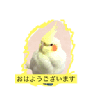 オカメインコ レイとミルク（個別スタンプ：5）