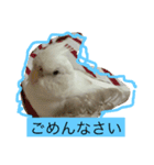 オカメインコ レイとミルク（個別スタンプ：6）