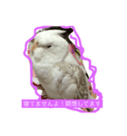 オカメインコ レイとミルク（個別スタンプ：7）