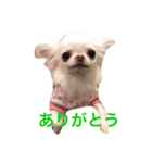 チワワのふぶきちゃん（個別スタンプ：8）