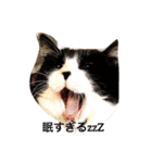 ウチの猫！（個別スタンプ：1）