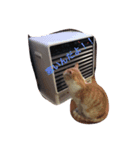 ウチの猫！（個別スタンプ：3）