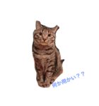 ウチの猫！（個別スタンプ：4）