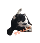 ウチの猫！（個別スタンプ：5）