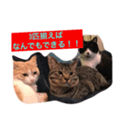 ウチの猫！（個別スタンプ：8）
