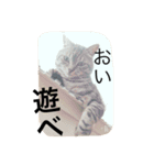 しゃあどらごん②（個別スタンプ：4）