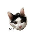 猫の…（個別スタンプ：1）