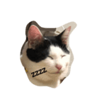 猫の…（個別スタンプ：2）