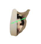 猫の…（個別スタンプ：3）