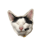 猫の…（個別スタンプ：4）