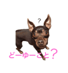 NiCop（個別スタンプ：1）