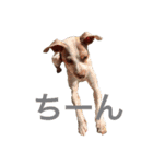 NiCop（個別スタンプ：5）