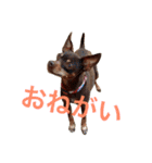 NiCop（個別スタンプ：6）