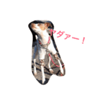 NiCop（個別スタンプ：7）