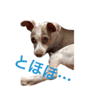 NiCop（個別スタンプ：8）