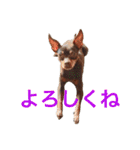 NiCop（個別スタンプ：11）