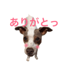 NiCop（個別スタンプ：16）