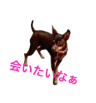 NiCop（個別スタンプ：17）