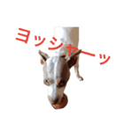 NiCop（個別スタンプ：18）