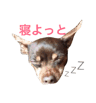 NiCop（個別スタンプ：19）