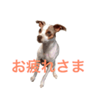 NiCop（個別スタンプ：24）