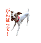 NiCop（個別スタンプ：25）