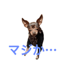 NiCop（個別スタンプ：30）