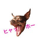 NiCop（個別スタンプ：31）