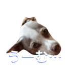 NiCop（個別スタンプ：32）