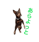 NiCop（個別スタンプ：33）