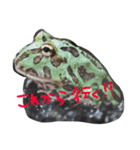 クランウェルツノガエル カエル（個別スタンプ：1）